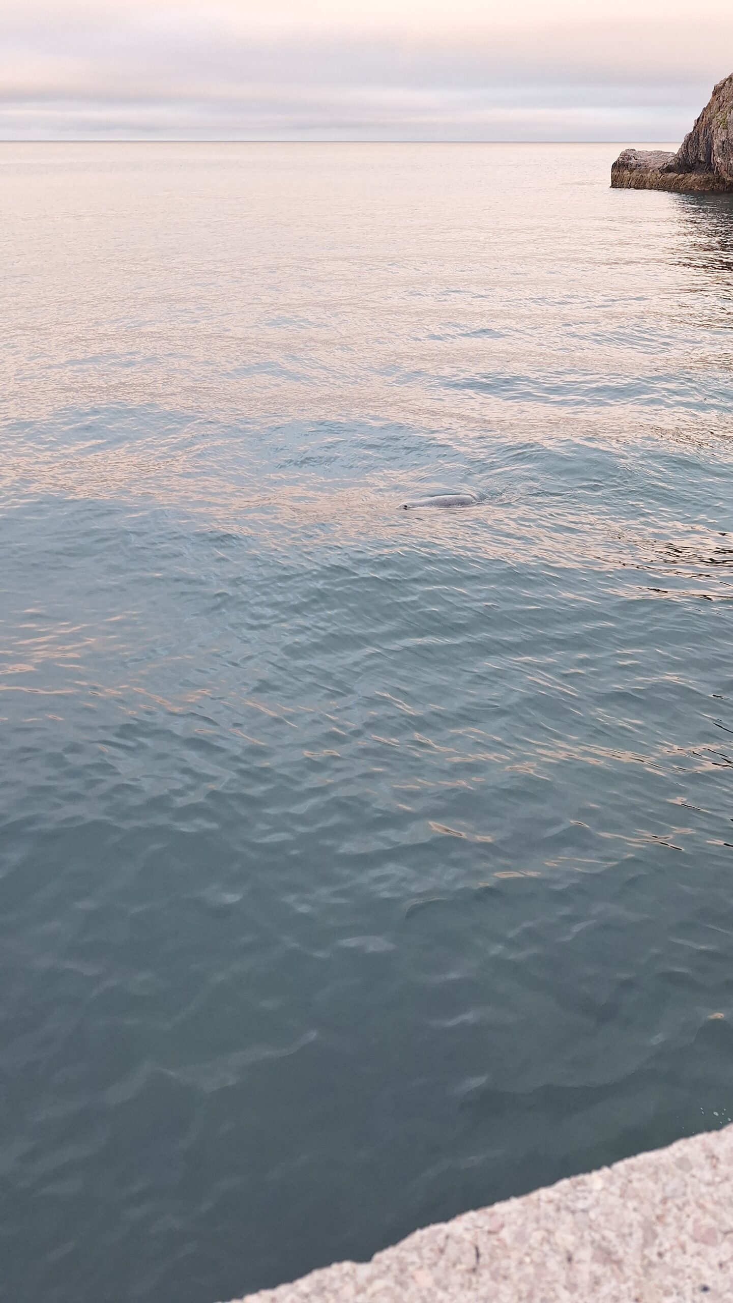 There actually is a seal there, can you spot it?